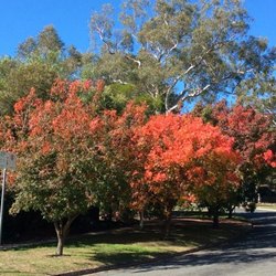 Canberra Autumn Colours Deakin