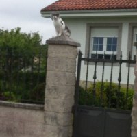 Barcelos-Ponte-de-Lima-cat-sentry