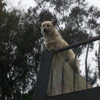 Pedra-Furada-to-Barcelos-little-dog